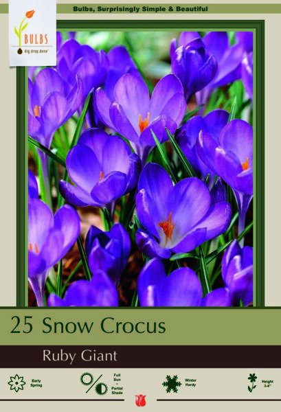 Ruby Giant Snow Crocus 25 Bulbs 5/+ Cm Bulbs Indoor Outdoor Garden