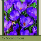 Ruby Giant Snow Crocus 25 Bulbs 5/+ Cm Bulbs Indoor Outdoor Garden
