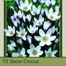Lady Killer Snow Crocus 10 Bulbs 5/+ Cm Bulbs Indoor Outdoor Garden