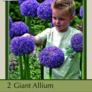 Gladiator Flowering Onion Allium 2 Bulbs Deer Proof 18/+ Cm Indoor Outdoor Garden