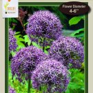 Violet Beauty Flowering Onion Allium 8 Bulbs 12/+ Cm Bulbs Indoor Outdoor Garden