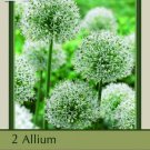 Mount Everest Allium 2 Bulbs Persian Onion 18/+ Cm Bulbs Indoor Outdoor Garden