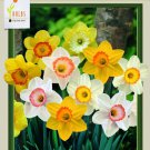 Sunshine Narcissus Mix 15 Bulbs Fragrant 14/16 Cm Bulbs Indoor Outdoor Garden