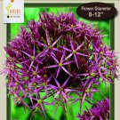 Christophii Persian Allium 7 Bulbs Flowering Onion 12/14 Cm Indoor Outdoor Garden