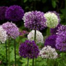 Wild About Allium Mix 8 Bulbs Easy Topsize Bulbs Value Size Indoor Outdoor Garden