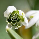 Hippolyta Flowering Snowdrops 5 Bulbs Galanthus Nivalis 6/+ Cm Bulbs Indoor Outdoor Garden