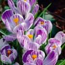 Pickwick Giant Crocus 12 Bulbs Purple Stripes 9/10 Cm Bulbs Indoor Outdoor Garden