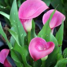 Sumatra Calla Lily Bulb 14/16Cm Gorgeous Pink Indoor Outdoor Garden