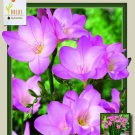 Pink Single Freesia 20 Bulbs Fragrant Blooms 6/+ Cm Bulbs Indoor Outdoor Garden