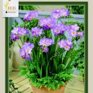 Blue Single Freesia 20 Bulbs Fragrant 6/+ Cm Bulbs Indoor Outdoor Garden