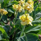 Dwarf Primrose Yellow Canna Bulb Sunny Yellow Blooms Indoor Outdoor Garden