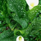 Snow Storm Calla Lily Bulb Zantedeschia Florist Favorite 14/16Cm Bulb Indoor Outdoor Garden