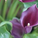 Accent Calla Lily Bulb 14/16Cm Rich Purple Indoor Outdoor Garden