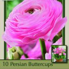 Pink Persian Buttercup 10 Bulbs Ranunculus 6/7 Cm Bulbs Indoor Outdoor Garden