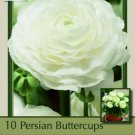 Magic White Persian Buttercup Ranunculus 10 Bulbs 6/7 Cm Bulbs Indoor Outdoor Garden
