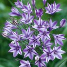Triteleia Rudy 15 Bulbs 5/+ Cm Bulbs Starflowers Indoor Outdoor Garden