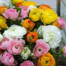 Persian Buttercup/Ranunculus Mix 10 Bulbs 8/+ Cm Bulbs Indoor Outdoor Garden