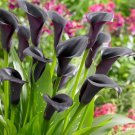 Odessa Calla Lily Bulb Dark Maroon And Purple 20/+ Cm Bulb Indoor Outdoor Garden