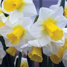 Golden Echo Daffodil 5 Bulbs New 12/14 Cm Bulbs Indoor Outdoor Garden