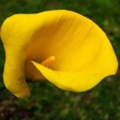 Universe Calla Lily Bulb 14/16Cm Lemon Yellow Indoor Outdoor Garden