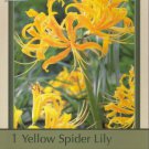 Yellow Spider Lily Bulb Lycoris Aurea Surprise Lily 10/12 Cm Indoor Outdoor Garden