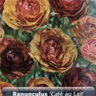 Cafe Au Lait Persian Buttercup 10 Bulbs Ranunculus 8/+ Cm Bulbs Indoor Outdoor Garden