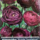 Purple Sensation Persian Buttercup 10 Bulbs 8/+Cm Ranunculus Tecolote Indoor Outdoor Garden