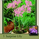 Naked Lady Pink Surprise Lily Bulb Lycoris Squamigera Fall Blooming10/12Cm Indoor Outdoor Garden Naked Lady Pink Surprise Lily Bulb Lycoris Squamigera Fall Blooming10/12Cm Indoor Outdoor Garden