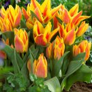Winnipeg Greigii Tulip 8 Bulbs 12/+ Cm Bulbs Scarlet And Gold Indoor Outdoor Garden