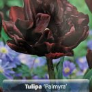 Palmyra Double Early Tulip New 7 Bulbs 12/+ Cm Bulbs Indoor Outdoor Garden