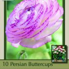 Picotee Persian Buttercup 10 Bulbs 6/7Cm Ranunculus Tecolote Indoor Outdoor Garden