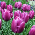 Purple Prince Tulip 10 Bulbs 12/+ Cm Bulbs Indoor Outdoor Garden