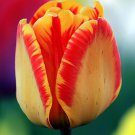 Banja Luka Darwin Hybrid Tulip 10 Bulbs 12/+ Cm Indoor Outdoor Garden