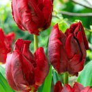Red Madonna Parrot Tulip 7 Bulbs Exotic 12/+ Cm Bulbs Indoor Outdoor Garden
