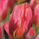 Pretty Princess Triumph Tulip 7 Bulbs Exclusive 12/+ Cm Bulbs Indoor Outdoor Garden