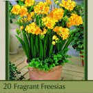 Double Yellow Freesia 20 Bulbs Pure Yellow 6/+ Cm Bulbs Indoor Outdoor Garden