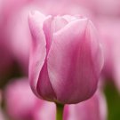 Mistress Triumph Tulip 8 Bulbs Exclusive 12/+ Cm Bulbs Indoor Outdoor Garden