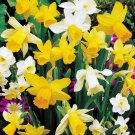Rock Narcissus Mix 7 Bulbs 12/14 Cm Bulbs Indoor Outdoor Garden