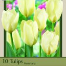 White Emperor Fosteriana 10 Tulip Bulbs Pure White 12/+ Cm Bulbs Indoor Outdoor Garden