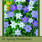Starflowers Mix 30 Bulbs 3/+ Cm Bulbs Ipheion Uniflorum Indoor Outdoor Garden Starflowers Mix 30 Bulbs 3/+ Cm Bulbs Ipheion Uniflorum Indoor Outdoor Garden