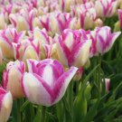 Del Pierro Triumph Tulip 8 Bulbs New 12/+ Cm Bulbs White / Hot Pink Edges Indoor Outdoor Garden