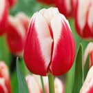 Markant Triumph Tulip 8 Bulbs 12/+ Cm Bulbs New Indoor Outdoor Garden
