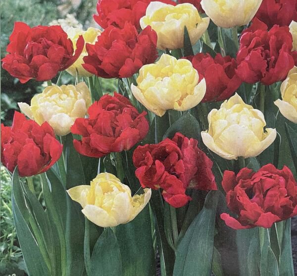 Red Yellow Double Early Mix Tulip 8 Bulbs 12/+ Cm Bulbs Indoor Outdoor Garden