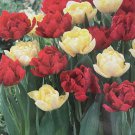 Red Yellow Double Early Mix Tulip 8 Bulbs 12/+ Cm Bulbs Indoor Outdoor Garden