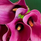 Zazu Supreme Calla Lily Bulb 14/16Cm Vivid Pink Indoor Outdoor Garden