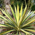Color Guard Yucca Plant Adam'S Needle 2.5" Pot Low Maintenance Indoor Outdoor Garden