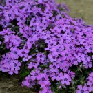 Eye Caramba Creeping Phlox Live Plant Quart Pot Indoor Outdoor Garden