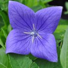 Sentimental Blue Balloon Flower Platycodon Gallon Pot Indoor Outdoor Garden Sentimental Blue Balloon Flower Platycodon Gallon Pot Indoor Outdoor Garden