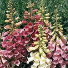 Foxy Foxglove Mix Digitalis Plant Quart Pot Indoor Outdoor Garden