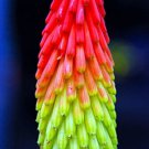 Fire Dance Red Hot Poker Kniphofia Loves The Sun Gallon Pot Indoor Outdoor Garden